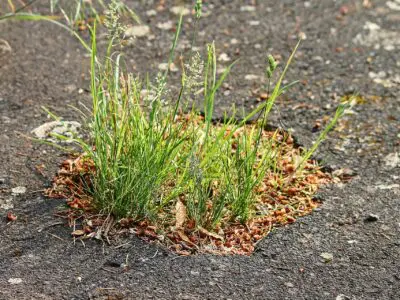 green plant growing in a pothole