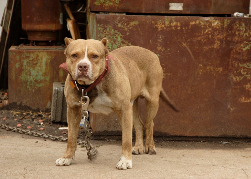 brown pit bull chained up