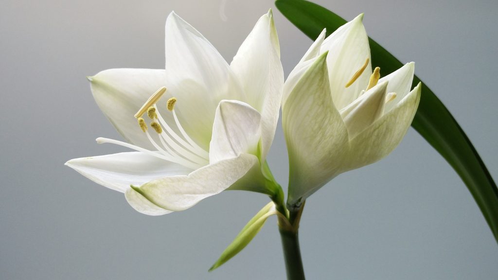 white flower at a memorial service